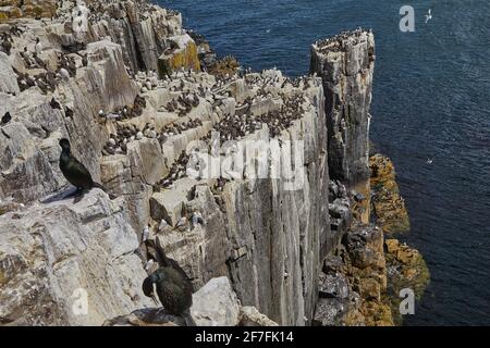 Guillemots (Uria aalge) und Razorbills (Alca torda) nisten auf den Klippen von Inner Farne, Farne Islands, Northumberland, England, Vereinigtes Königreich Stockfoto