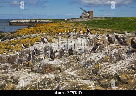 Brütende Papageitaucher (Fratercula arctica) auf Staple Island, auf den Farne Islands, Northumberland, Nordostengland, Vereinigtes Königreich, Europa Stockfoto