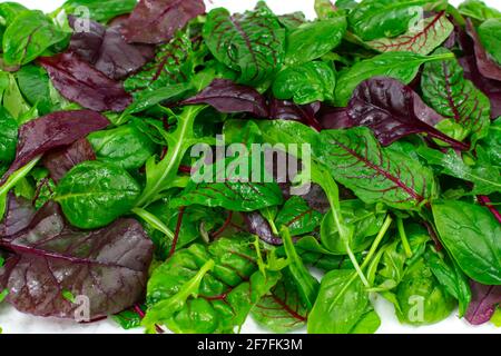 Salatblätter mit Salat, Radicchio und Rucola als Hintergrund Stockfoto