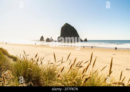 Haystack Rock and the Needles, mit Gynerium Spikes im Vordergrund, Cannon Beach, Clatsop County, Oregon, Vereinigte Staaten von Amerika, Nordamerika Stockfoto