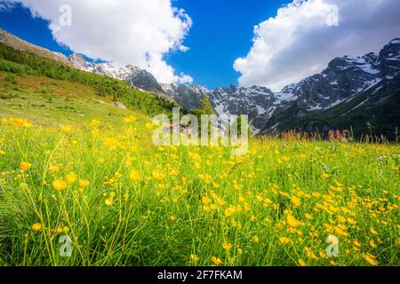 Alte Gruppe von Hütten zwischen Sommerblumen, Val d'Arigna, Valtellina, Orobie Alpen, Lombardei, Italien, Europa Stockfoto