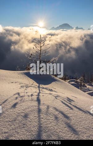 Baum, der Schatten auf den Neuschnee bei Sonnenuntergang projiziert, Valmalenco, Valtellina, Lombardei, Italien, Europa Stockfoto