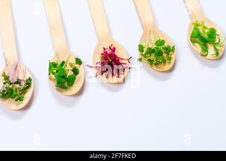 Mikrogemüse aus Erbsen, Rotkohl, Amaranth, Senf, Rettich im Sortiment auf Holzlöffeln, die diagonal auf weißem Grund angeordnet sind. Platz für ein Stockfoto