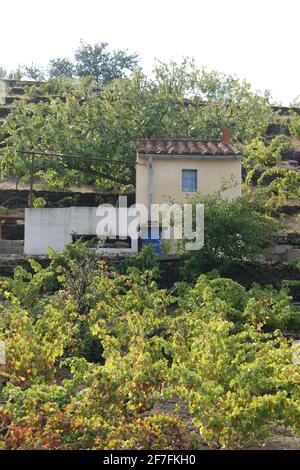 Gartenhaus a la France - die kleinen Familienweingüter von Roussillon haben Kasotten für die Lagerung von Ausrüstung für die Ernte und Pflege von Weinbergen. Stockfoto