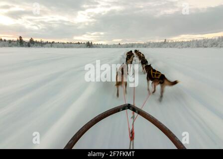 Ein sich schnell bewegender Hundeschlitten, der von Alaskan Huskies im arktischen Schnee in der Nähe von Kiruna, Schweden gezogen wurde. Vom Beifahrersitz aus gesehen mit Bewegungsunschärfe. Stockfoto