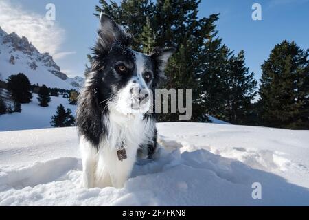 Border Collie spielt im Schnee, Trentino-Südtirol, Italien, Europa Stockfoto