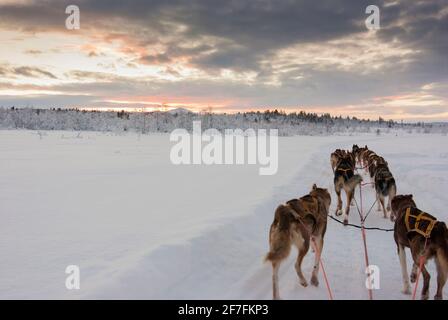 Ein Hundeschlitten, der von Alaskan Huskies gezogen wurde. Sie ruhen in der niedrigen Wintersonne und im Schnee und Eis des Polarkreises in der Nähe von Kiruna, Schweden. Stockfoto