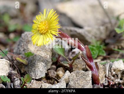 Fohlen - Tussilago fara, einzelne Blume in Cotswold limestne Geröll Stockfoto