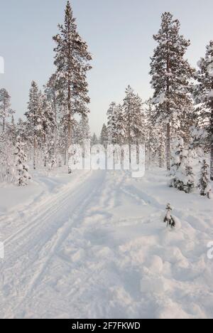 Spuren durch tiefen Schnee und schneebedeckte Nadelbäume in Jukkasjärvi, Kiruna, Schweden, Lappland. Stockfoto