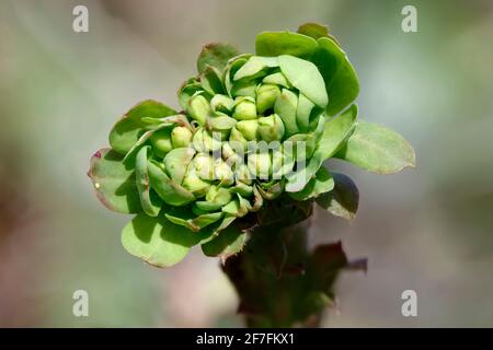 Holzspurge - Amygdaloide, Nahaufnahme des ungeöffneten Blütenkopfes Stockfoto