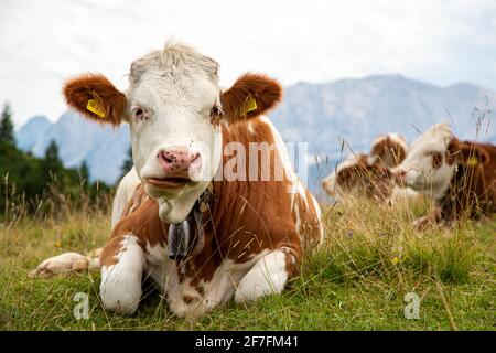 Bayerische Kühe grasen auf einer Alm in den Bergen. Schweizer alpen Kuh in einer Glocke Stockfoto