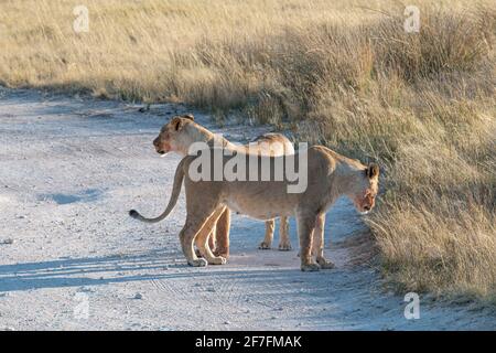 Zwei Löwinnen (Panthera leo) wandern in der Savanne, im Etosha Nationalpark, Namibia, Afrika Stockfoto