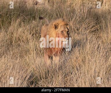 Männlicher Löwe (Panthera leo), der in der Savanne, im Etosha National Park, Namibia, Afrika, steht Stockfoto