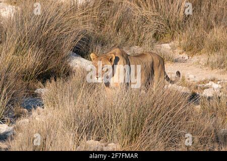 Löwin (Panthera leo) in der Savanne, Etosha Nationalpark, Namibia, Afrika Stockfoto