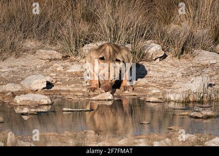 Löwin (Panthera leo) trinkt an einem Wasserloch, Etosha Nationalpark, Namibia, Afrika Stockfoto