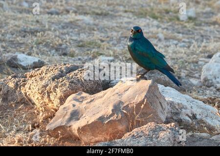 Kap-Glanzstar (Lamprotornis niens) auf einem Felsen, Etosha National Park, Namibia, Afrika Stockfoto