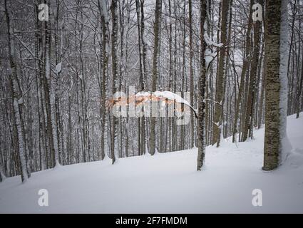 Letzten Herbst Blätter auf einem Baum nach einem Schneesturm, Parco Regionale del Corno alle Scale, Emilia Romagna, Italien, Europa Stockfoto