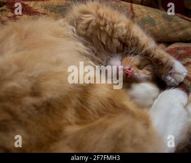 Eine Ingwerkatze schläft auf einem Sofa, wobei seine Pfote und sein Bein sein Gesicht umrahmt. VEREINIGTES KÖNIGREICH Stockfoto