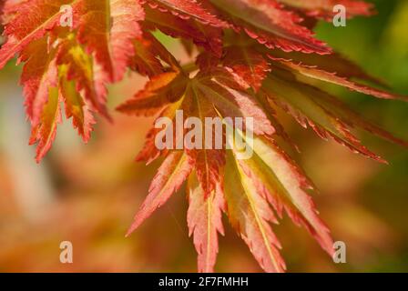 Die frischen, rot gefärbten Blätter eines kleinen acer-Baumes (Acer palmatum var. dissectum) im Frühjahr. VEREINIGTES KÖNIGREICH. Stockfoto