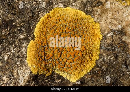 Caloplaca flavescens, orangefarbene Flechten, die auf oolithischem Kalkstein verkrustet sind Stockfoto