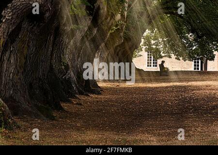 Eine Person, die friedlich in einer von Bäumen gesäumten Gasse sitzt, in der die Sonnenstrahlen durch die Blätter filtern, Abtei Noirlac, Cher, Frankreich, Europa