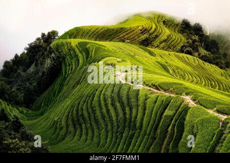 Draufsicht auf einen Pfad in den Longsheng Reisterrassen, auch bekannt als Dragon's Backbone Reisterrassen, Guanxi, China, Asien Stockfoto