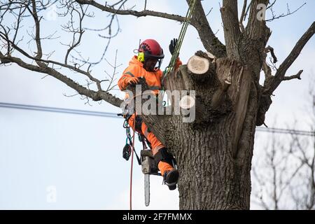 Denham, Großbritannien. April 2021. Ein Baumchirurg gefällt einen Baum entlang des Grand Union Canal für Strommasten Umzugsarbeiten im Denham Country Park, die an die Hochgeschwindigkeits-Eisenbahnverbindung HS2 angeschlossen sind. Tausende von Bäumen wurden bereits im Colne Valley gefällt, wo HS2-Arbeiten den Bau eines Viadukts im Colne Valley über Seen und Wasserstraßen sowie die Verlegung von Strommonen umfassen werden. Kredit: Mark Kerrison/Alamy Live Nachrichten Stockfoto