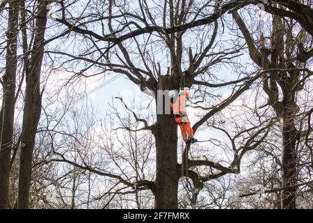 Denham, Großbritannien. April 2021. Ein Baumchirurg gefällt einen Baum entlang des Grand Union Canal für Strommasten Umzugsarbeiten im Denham Country Park, die an die Hochgeschwindigkeits-Eisenbahnverbindung HS2 angeschlossen sind. Tausende von Bäumen wurden bereits im Colne Valley gefällt, wo HS2-Arbeiten den Bau eines Viadukts im Colne Valley über Seen und Wasserstraßen sowie die Verlegung von Strommonen umfassen werden. Kredit: Mark Kerrison/Alamy Live Nachrichten Stockfoto