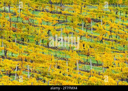 Patterned rows of yellow vines in Autumn, Panzano in Chianti, Tuscany, Italy, Europe Stockfoto