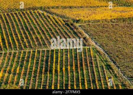 Gemusterte Linien von Weinbergen in Herbstfarben im Nachmittagslicht, unterlegt von Olivenhainen, Giobbole, Toskana, Italien, Europa Stockfoto