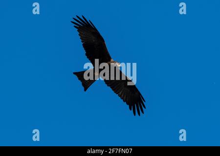 Schwarzdrachen (Milvus migrans), Varese-See, Varese, Lombardei, Italien, Europa Stockfoto