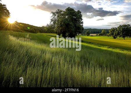 Flachsfeld in Eure, Frankreich, Europa Stockfoto