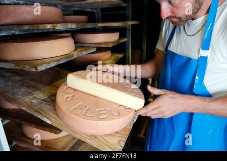 Traditionelle Käserei in den französischen Alpen, Käsescheiben (Raclette) reifen in Regalen im Lagerhaus Milchkeller, Haute-Savoie, Frankreich Stockfoto