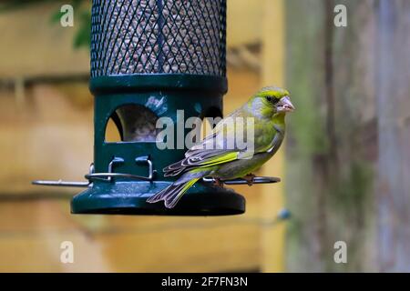 Europäischer Grünfink (Chloris chloris) auf einem Sonnenblumenkernfutter in einem Chilterns-Garten, Henley-on-Thames, Oxfordshire, England, Vereinigtes Königreich Stockfoto