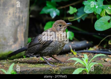 Die Jungvögel (Turdus merula) warten in einem Chilterns-Garten, Henley-on-Thames, Oxfordshire, England, Vereinigtes Königreich, auf Nahrung von ihren Eltern Stockfoto