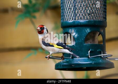 Europäischer Goldfink (Carduelis carduelis) auf dem Eichhörnchen-sicheren Sonnenblumenkernen-Vogelfutter, Henley-on-Thames, Oxfordshire, England, Vereinigtes Königreich, Europa Stockfoto