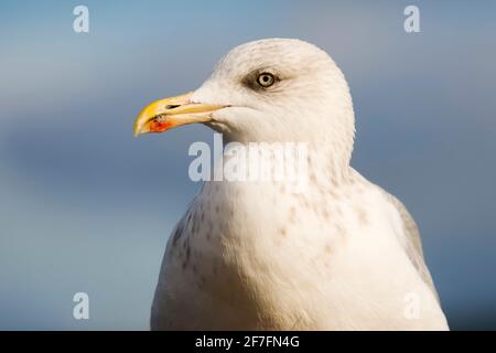 Europäische Heringsmöwe (Larus argentatus), sank aufgrund weniger Fische, aber eines gemeinen Fressfressers, New Quay, Ceredigion, Wales, Vereinigtes Königreich, Europa Stockfoto