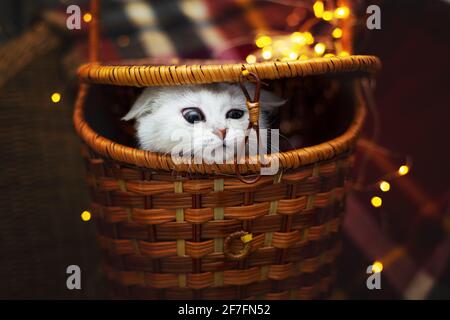 Silbernes niedliches britisches Kätzchen gummert aus einem Weidenkorb. Im Hintergrund ist eine karierte Karierte und Girlande Lichter. Stockfoto
