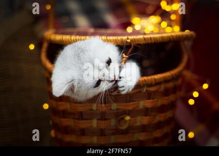 Silbernes niedliches britisches Kätzchen gummert aus einem Weidenkorb. Im Hintergrund ist eine karierte Karierte und Girlande Lichter. Stockfoto