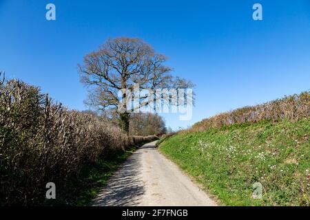 Blick entlang einer schmalen Landstraße in Sussex, an einem sonnigen Frühlingstag Stockfoto