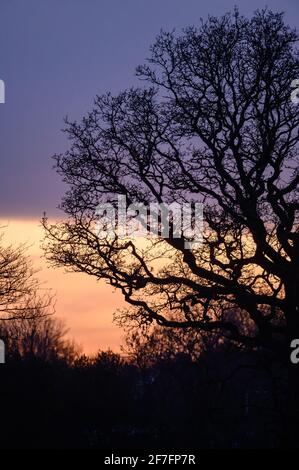 Baum neben RHS Bridgewater Garden Worsley Stockfoto