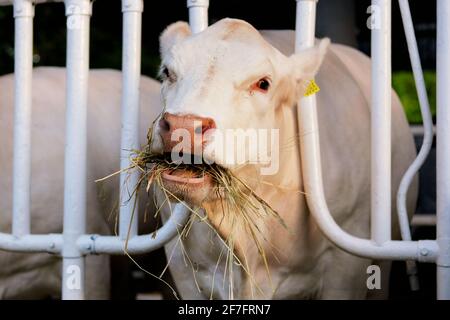 Weiße Kuh frisst Heu auf dem Milchviehbetrieb. Fütterung in der Tierzucht. Stockfoto