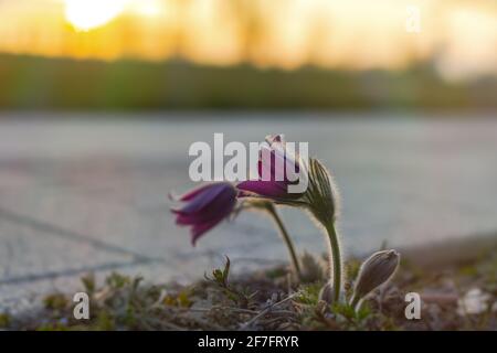 Prairie lila Pulsatilla pratensis Nahaufnahme bei Sonnenuntergang. Eine schöne zerbrechliche erste Frühlingsblume blühte. Medizinische Wildblume. Frühlingsblumenmakro in Stockfoto