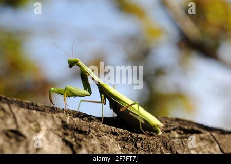 Praying mantis Stockfoto