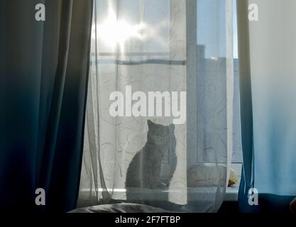 Die Katze sitzt auf der Fensterbank und durch den Vorhang sieht man seinen Schatten, eine Silhouette. Heller, sonniger Tag vor dem Fenster. Stockfoto