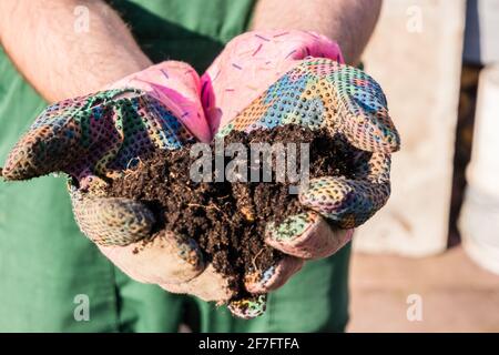 Pflanzen im Frühjahr mit Gartenhandschuhen Stockfoto