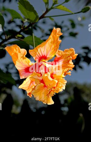 Hibiscus rosa senensis zweifache Orangenblüte, die auf einem Baum wächst Stockfoto