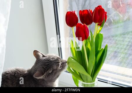 Eine graue Katze sitzt auf der Fensterbank und schnuppert ein Blatt aus einem Strauß roter Tulpen. Stockfoto