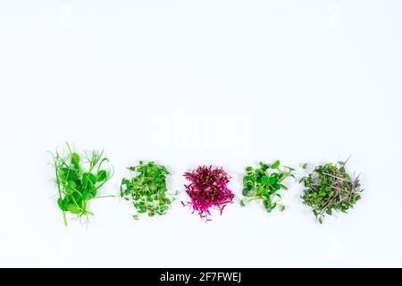 Mikrogrüne Sprossen aus Rettich, Senf, Rucola, Erbsen, Amaranth im Sortiment auf hellem Hintergrund. Stockfoto