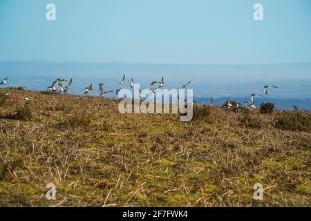 Golden Plover (Pluvialis apricaria)-Herde, die von Hergest Ridge Herefordshire UK aus geflogen ist. März 2021 Stockfoto